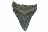 Bargain, Fossil Megalodon Tooth - South Carolina #367930-2